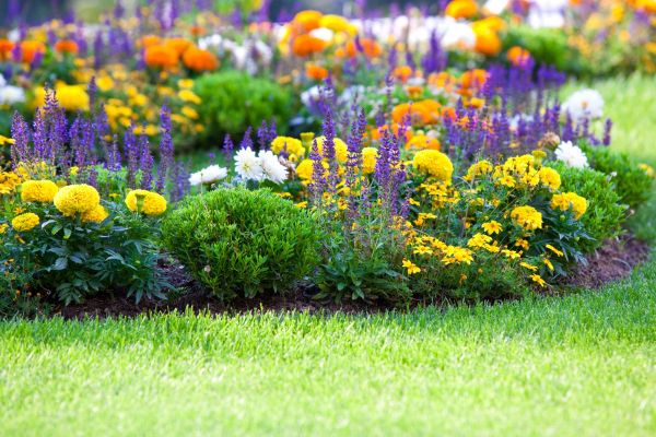Flower Bed Maintenance in Ventura