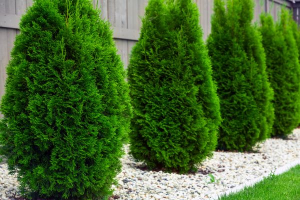 Arborvitae Planting in Ventura