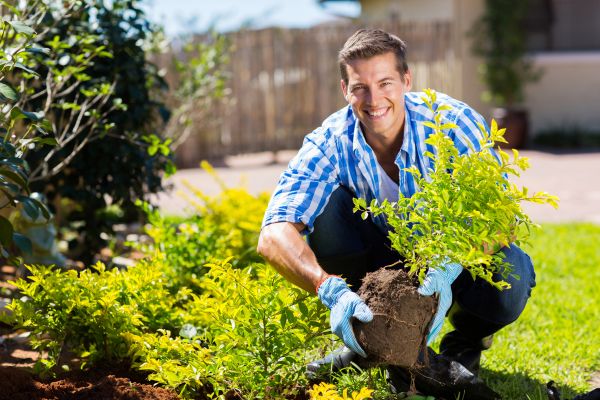 Bush Planting Service in Ventura