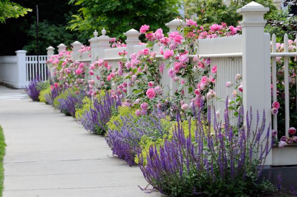 Garden Handyman Service in Ventura