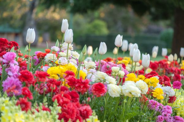 Gardening Service in Ventura