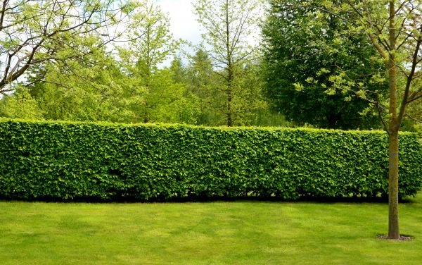Hedge Planting in Ventura