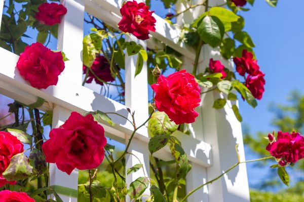 Home Gardening Service in Ventura