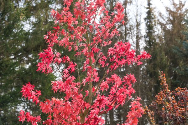 Japanese Maple Planting in Ventura