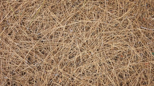 Pine Needles Delivery in Ventura