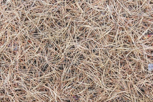 Pine Straw Installation in Ventura
