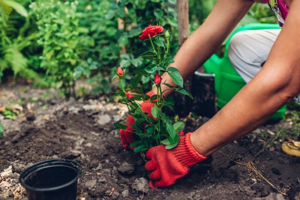 Planting Service in Ventura