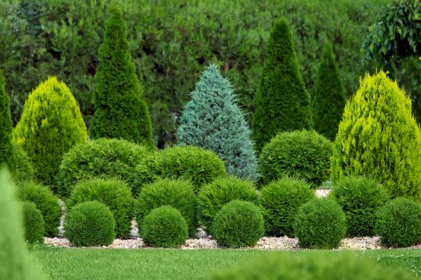 Shrub Replacement in Ventura