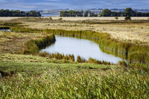 Swale Landscaping in Ventura