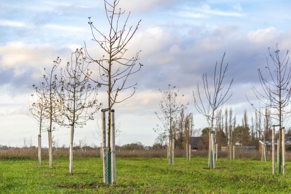 Tree Installation Service in Ventura