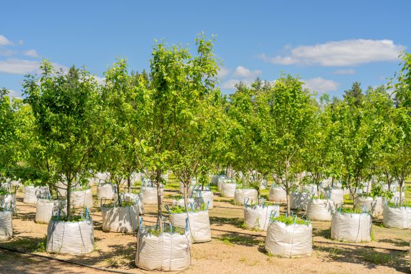 Tree Planting Service in Ventura