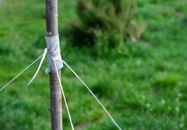 Tree Staking Service in Ventura