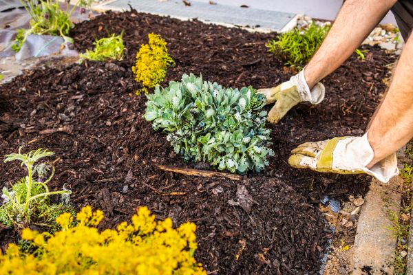 Weeding And Mulching in Ventura