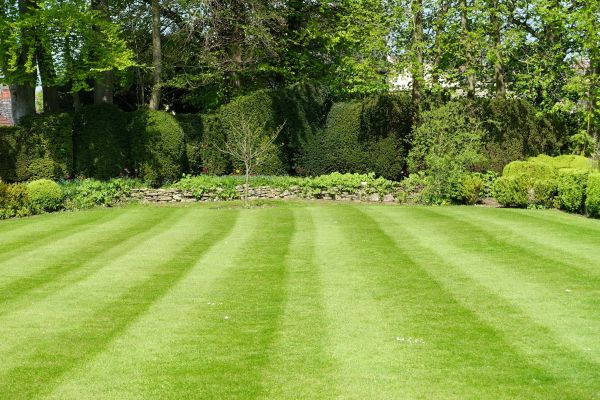 Lawn Renovation in Ventura