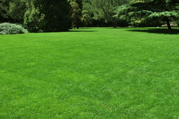 Lawn Landscaping in Ventura