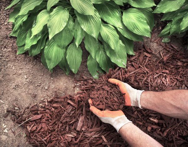 Shredded Mulch Service in Ventura