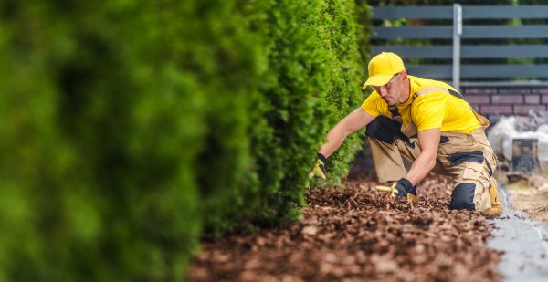 Cypress Mulch Installation in Ventura