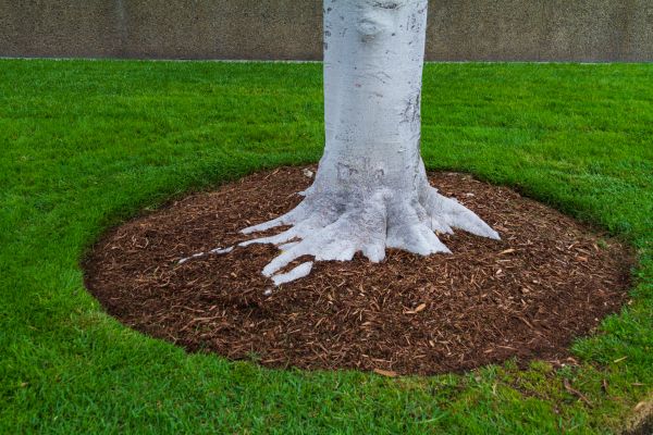 Brown Mulch Installation in Ventura