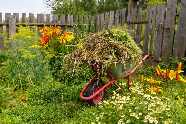 Garden Cleanup Service in Ventura