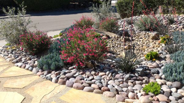 Xeriscape Landscaping in Ventura