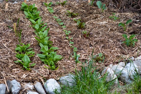 Mulch Service in Ventura
