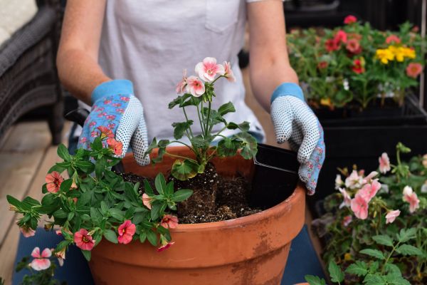 Plant Care Service in Ventura