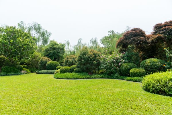 Tree Landscaping in Ventura