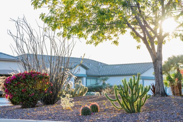 Dryscape Landscaping in Ventura