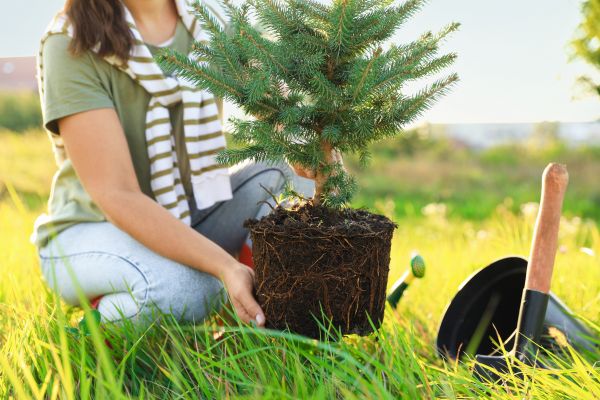 Spruce Tree Planting in Ventura