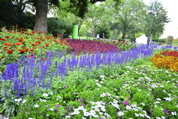 Perennials Planting in Ventura
