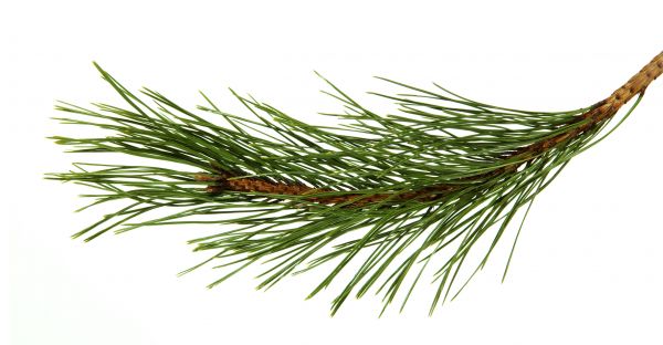 Pine Needles Installation in Ventura