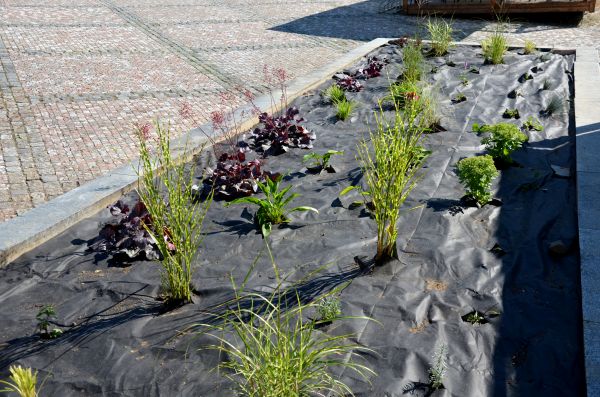 Landscape Fabric Installation in Ventura