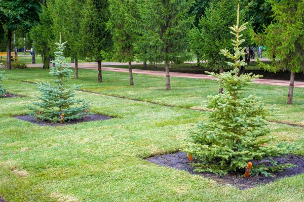 Privacy Trees Planting in Ventura