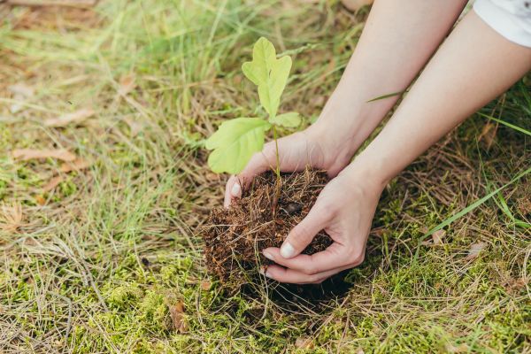 Oak Tree Planting in Ventura