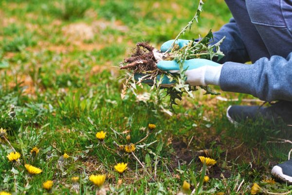 Flower Bed Clearing in Ventura