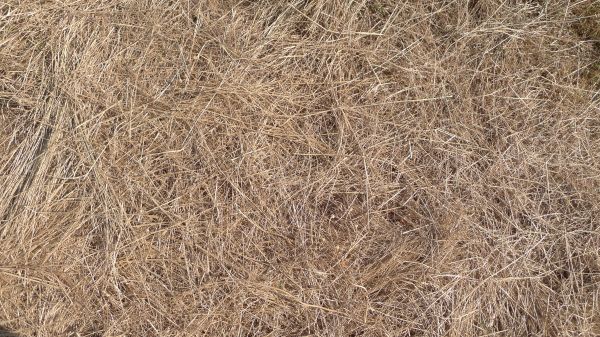 Pine Straw Replacement in Ventura