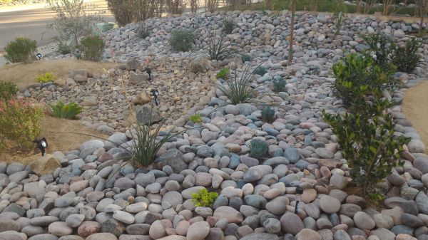 Yard Xeriscaping in Ventura