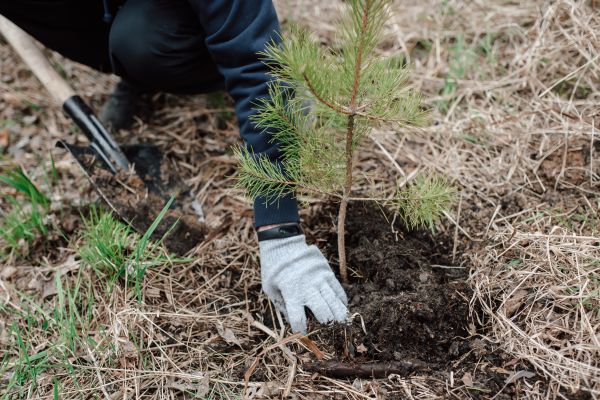 Pine Tree Planting in Ventura