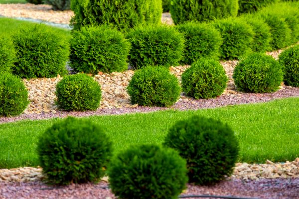 Bush Replacement in Ventura