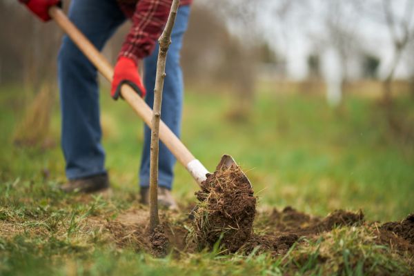Trees Planting in Ventura