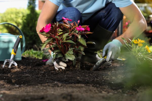 Plant Replacement in Ventura