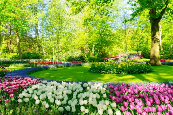 Flower Landscaping in Ventura