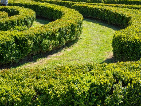 Bush Landscaping in Ventura