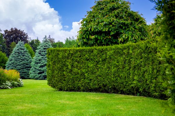 Hedge Landscaping in Ventura