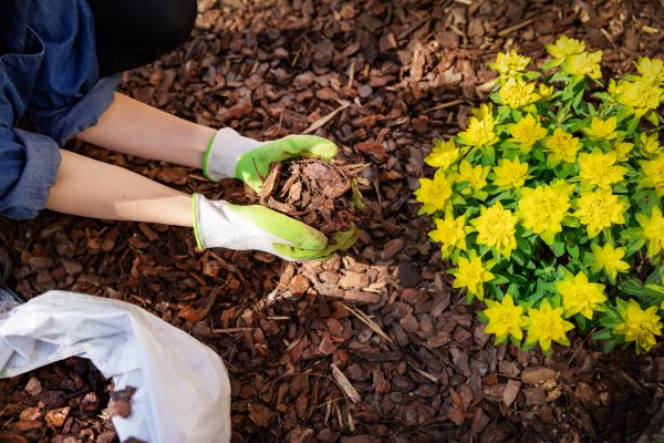 Plant Bed Mulching in Ventura