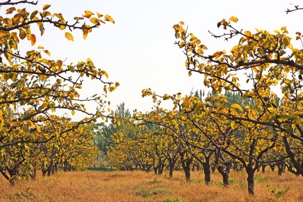 Pear Tree Planting in Ventura