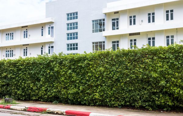 Privacy Landscaping in Ventura