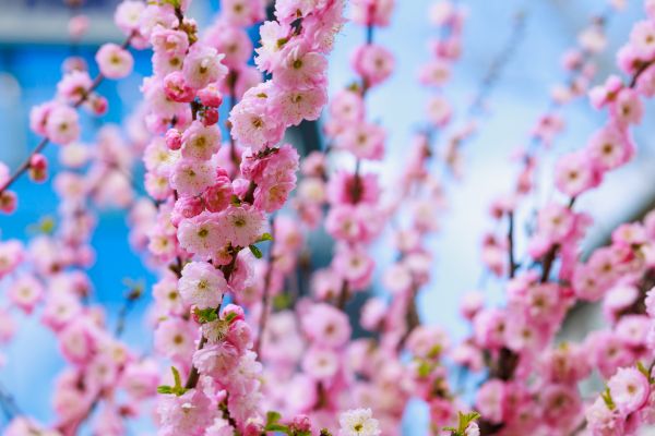 Japanese Cherry Tree Planting in Ventura