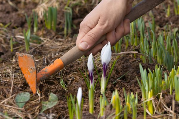 Flower Garden Weeding in Ventura