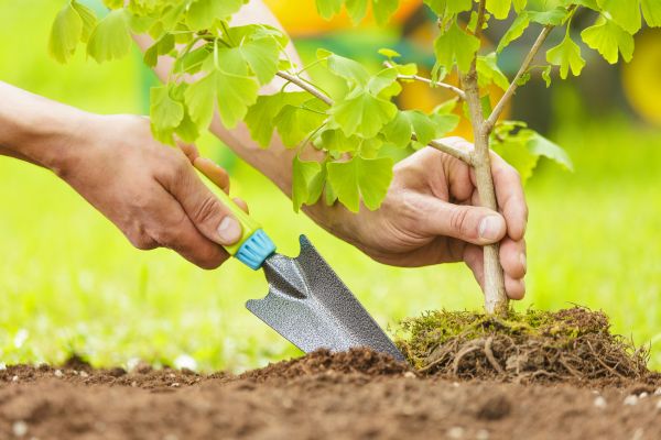 Fruit Tree Planting in Ventura